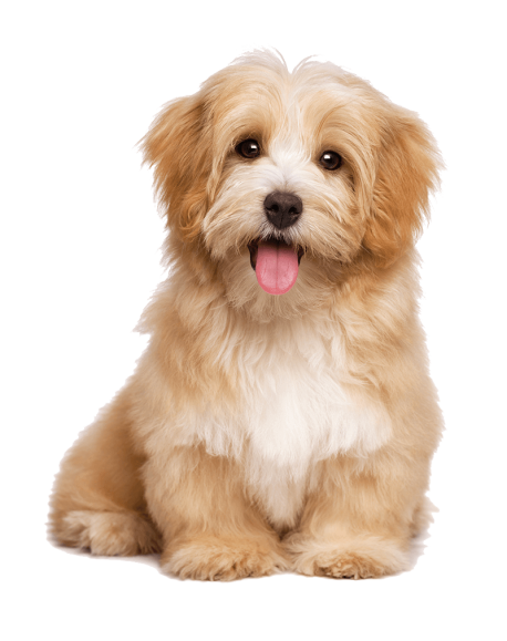 https://www.dogmodel.live/dgdmwp/wp-content/uploads/2017/04/about-index-458x579.png