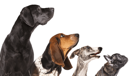 https://www.dogmodel.live/dgdmwp/wp-content/uploads/2017/04/contactpage1-458x269.png