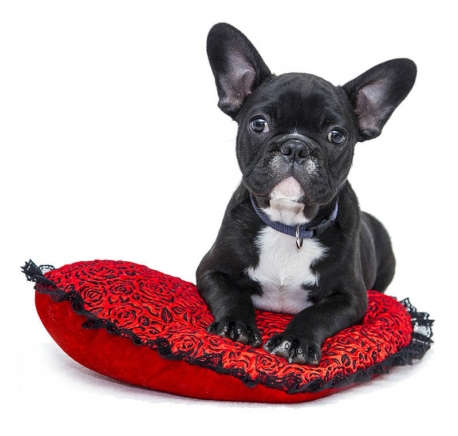 https://www.dogmodel.live/dgdmwp/wp-content/uploads/2017/04/services-458x436.jpg