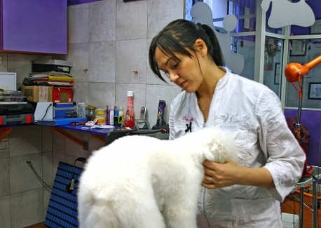 toelettatura cani milano