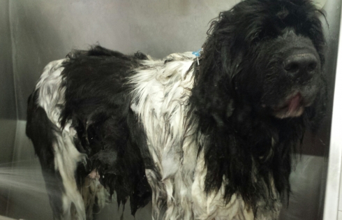 https://www.dogmodel.live/dgdmwp/wp-content/uploads/2018/04/Bagni-5-490x315.jpg