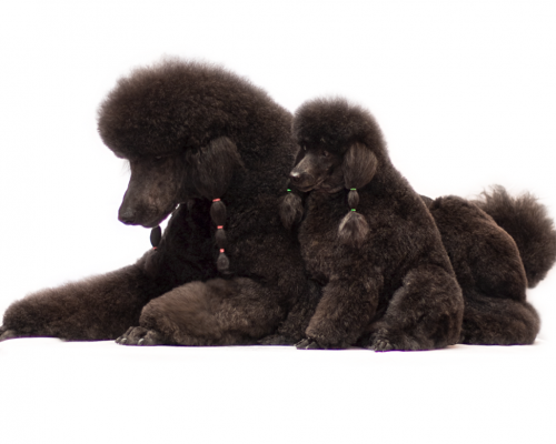 https://www.dogmodel.live/dgdmwp/wp-content/uploads/2018/05/Barboni-6-500x400.png